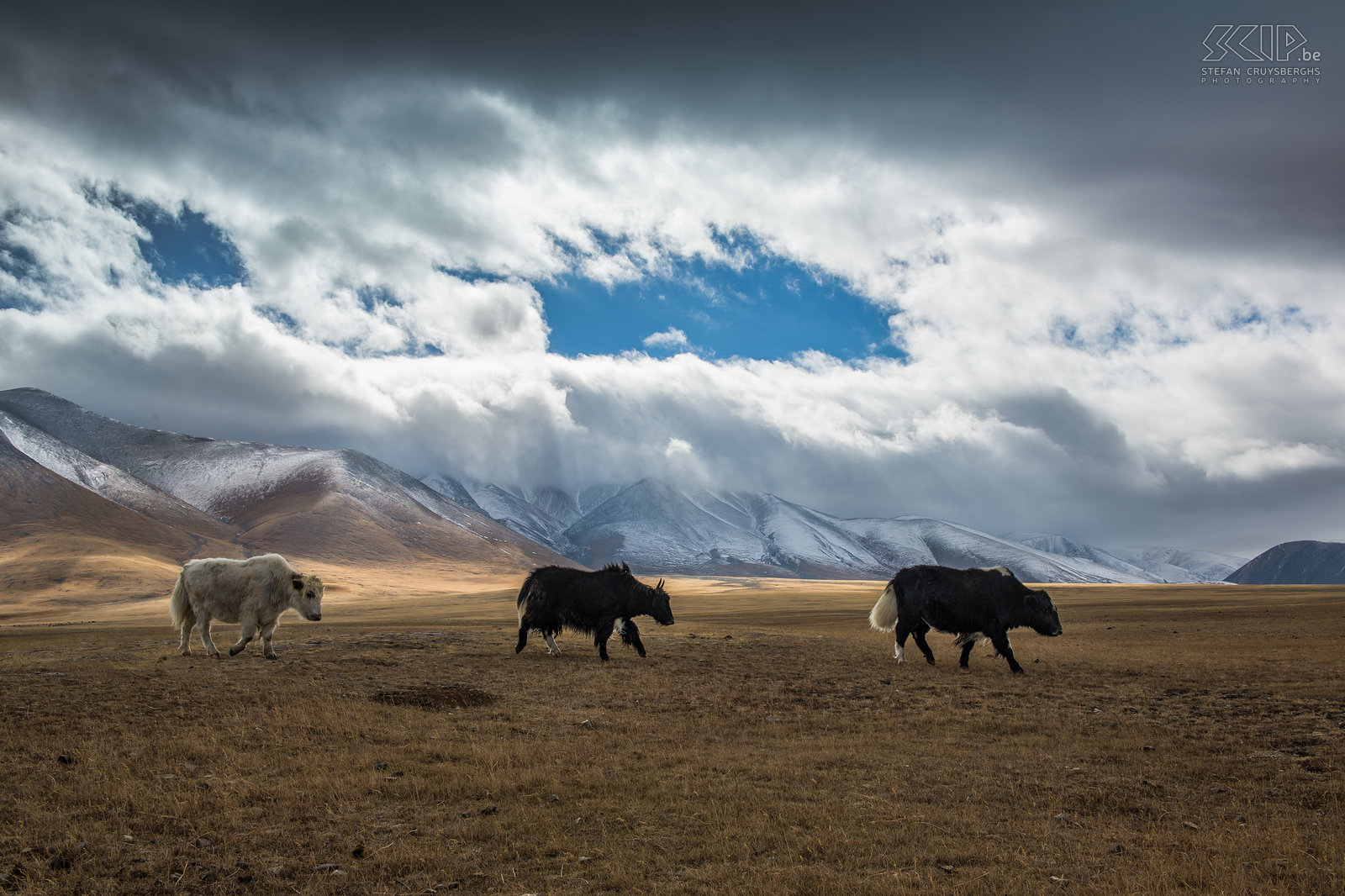 Altai - Jaks Het Altai gebergte kent toppen van 4000 meter hoog en is het hoogste gebergte in Mongolië. Het was koud in het Altai gebergte en de eerste dagen waren er sneeuw- en regenbuien en veel dreigende wolken. In deze regio leven de Kazachen, de kleinste minderheid van de Mongoolse bevolking. Deze nomaden houden voornamelijk jaks, geiten en kamelen. Stefan Cruysberghs